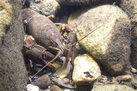 European Crayfish Astacus Astacus Underwater Stock Image - Image of astacus, fingered: 107484669