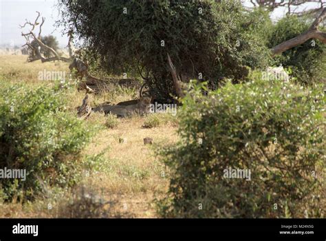 lion safari kenya south africa Stock Photo - Alamy