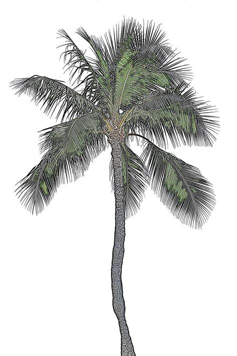 palm tree drawing | Used [registry.gimp.org/node/22018] as a… | Flickr