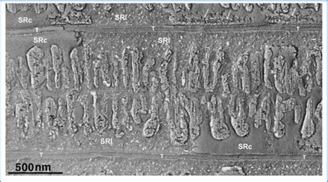 Freeze-fracture, deep-etch image from a body muscle of the glass fish.... | Download Scientific ...