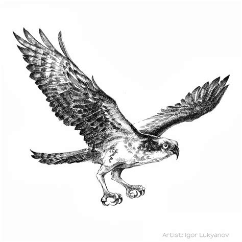 Flying Bird Drawings | Pin-up Art & Artists