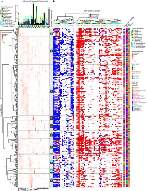 Stromal environments based on their composition of microenvironment ...