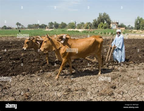 Egypt Luxor West Bank Farming sesame ploughing wooden plough sowing cattle cow cows bovid ...