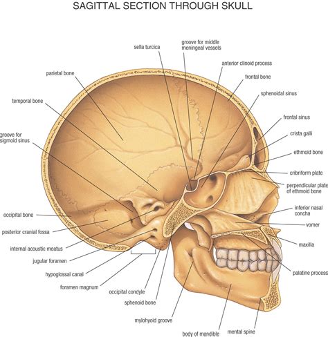 Fysiurgisk Massør | Tag hånd om din krop | Human body facts, Anatomy, Head anatomy