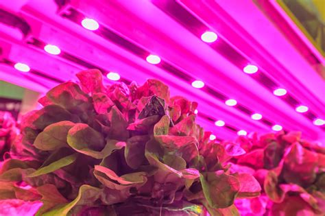 Led Lighting Used To Grow Lettuce Inside A Warehouse Stock Photo - Download Image Now - iStock