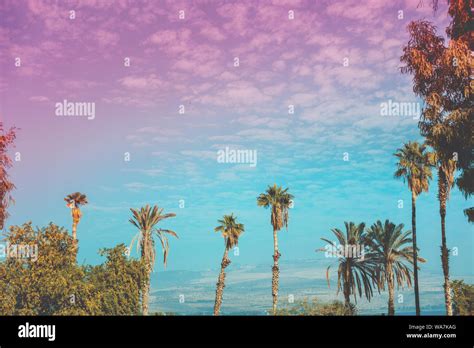 Israel palm trees hi-res stock photography and images - Alamy