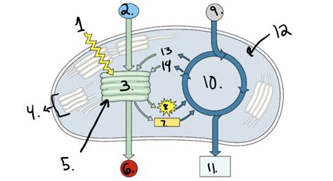 Two stages of photosynthesis diagram Diagram | Quizlet