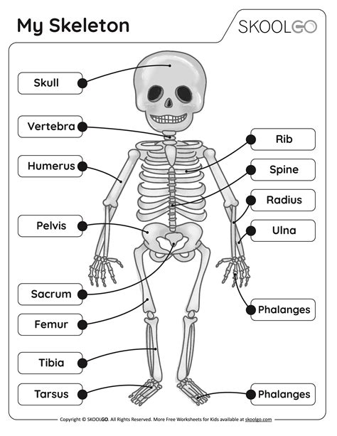 Free skeleton bones worksheet, Download Free skeleton bones worksheet png images, Free ...