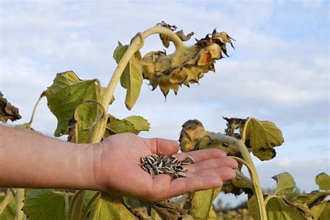 Sunflower Seeds Become Cheaper in the Ports of Ukraine