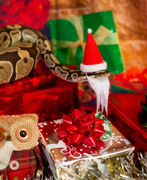 Turns Out, Hats On Snakes Are A Thing And There’s A Community ...