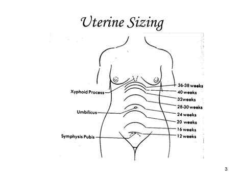 Uterus Size Chart During Pregnancy