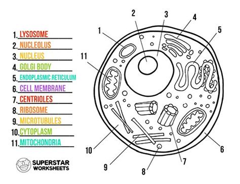 Free printable cell worksheets for coloring pages, label the cell ...