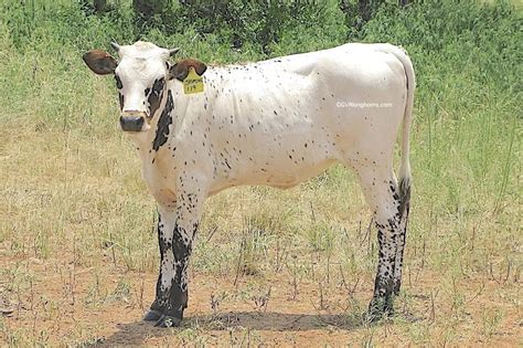 Texas longhorn cattle horns, simple tip to avoid a common mistake