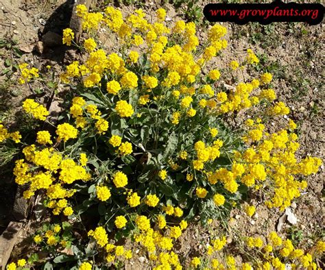 Aurinia saxatilis - How to grow & care