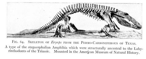 Dinosaur Skeletal Reconstruction Prehistoric Animal Bones - Eryops Skeleton