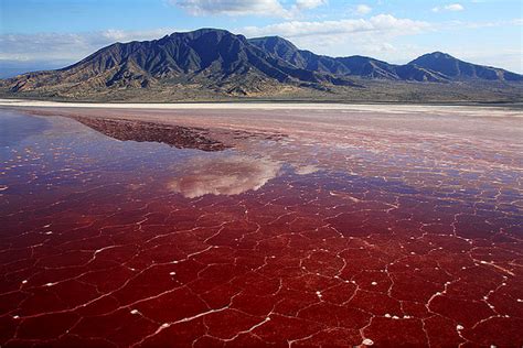 Lake Natron Stone Animals