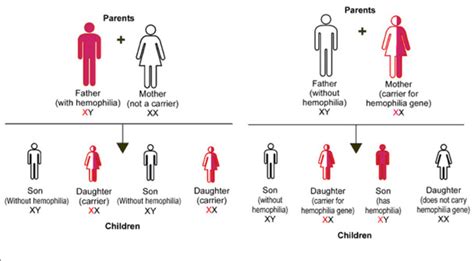 What is Hemophilia? | Cascade Hemophilia Consortium