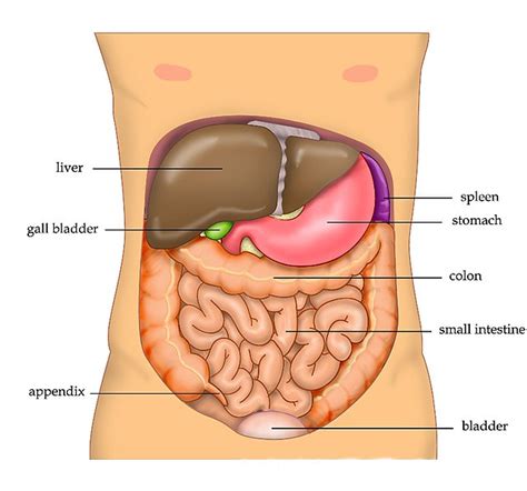 Liver - Wikipedia