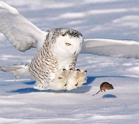 Feeding time | Owl, Wildlife pictures, Animals beautiful