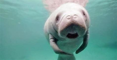 Dugong - Snorkelling Log-Book Picture Show