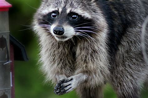 Texas Wildlife Update | The Critter Squad Texas Wildlife Removal & Control