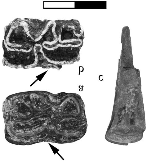 Isolated teeth of Hipparion sp.: a, LP 4 (MRC 1); b, RM 1 (MRC 845); c,... | Download Scientific ...