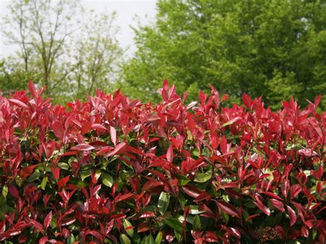 Trimming Red Tip Photinia - Tips For Cutting Back Photinia Shrubs