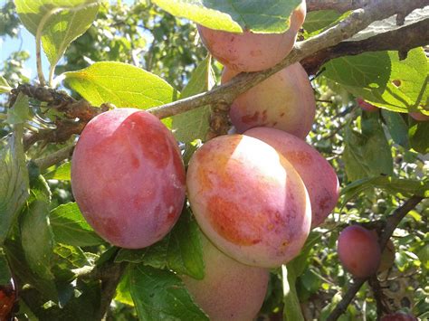 A Guide To UK Plum Tree Varieties | Polytunnel Gardening