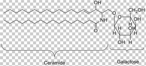 Lipid Organic Compound Organic Matter Organism Biology PNG, Clipart, Angle, Area, Auto Part ...