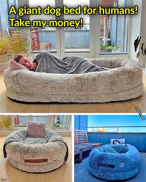 Human Sized Dog Bed : r/OddityMall