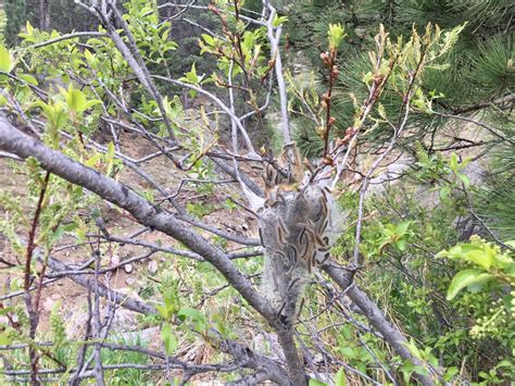 The return of tent caterpillars: What’s it means for your yard?