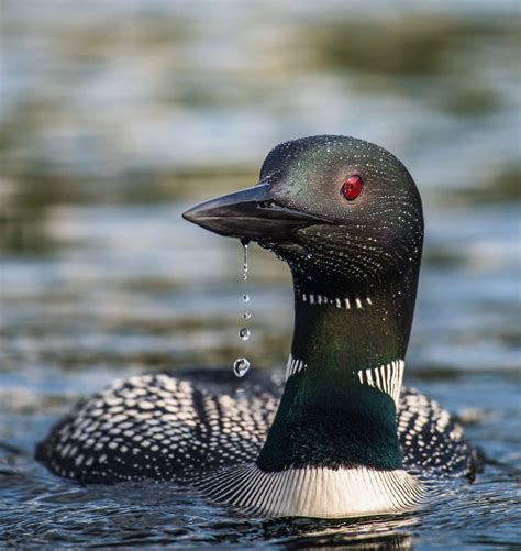 Loon Symbolism & Meaning (+Totem, Spirit & Omens) - World Birds