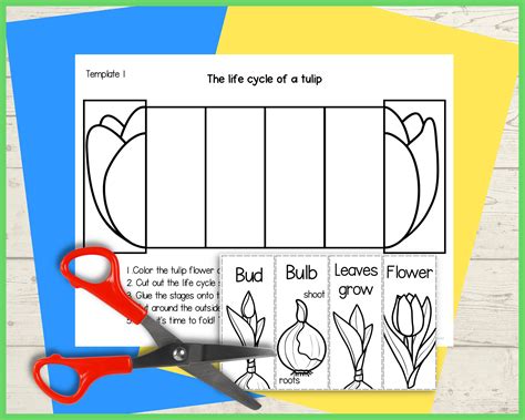 Life Cycle of a Tulip Plant Foldable Sequencing Activity Science Craft Printable for Kids A4 and ...