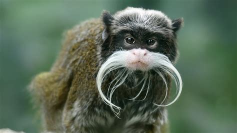 Emperor Tamarin - Elmwood Park Zoo