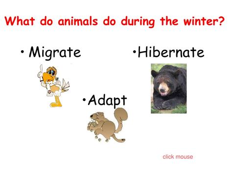 PPT - What Do Animals Do In Winter? PowerPoint Presentation, free ...