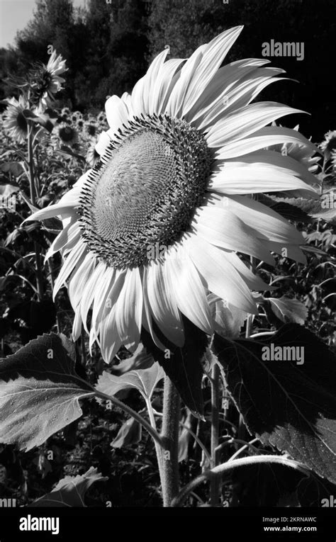 Sunflower arch Black and White Stock Photos & Images - Alamy
