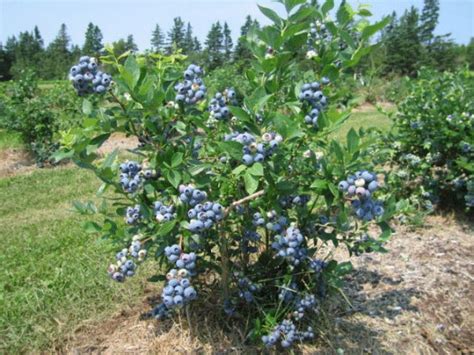 Pick Your Own Blueberries | Saunderskill Farm