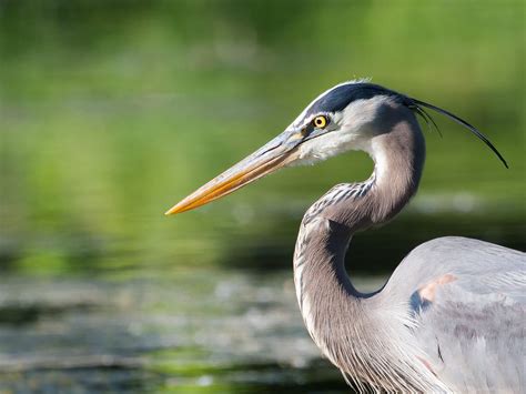 Do Great Blue Herons Migrate? (Everything Explained) | Birdfact