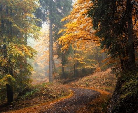 Forest road (Thuringia, Germany) by Heiko Gerlicher (@heikogerlicher) on Instagram cr.🇩🇪 | Paisagens