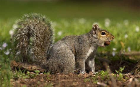 Squirrel with nut in mouth stock photo. Image of american - 34444332