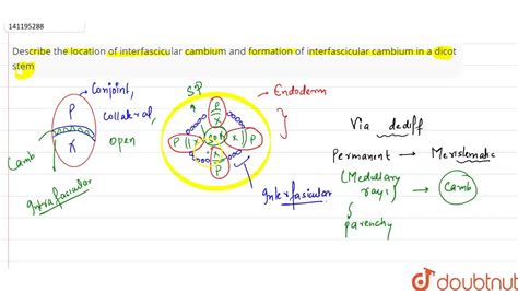 Describe the location of interfascicular cambium and formation of inte