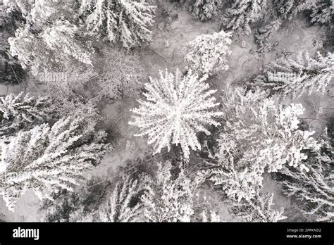 aerial picture of forest with snow Stock Photo - Alamy