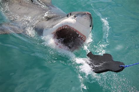 Shark Cage Diving Tour - Small Cape Tours