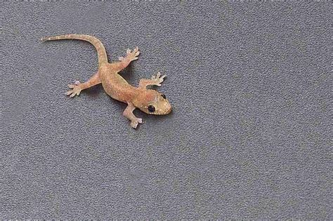 Ryukyu Life: Okinawa Common House Gecko Images