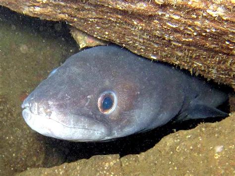 Conger Eel – "OCEAN TREASURES" Memorial Library