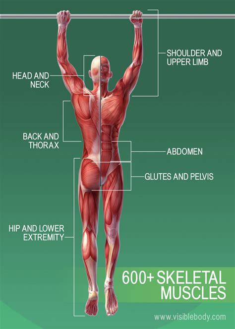 Muscle Anatomy Diagram