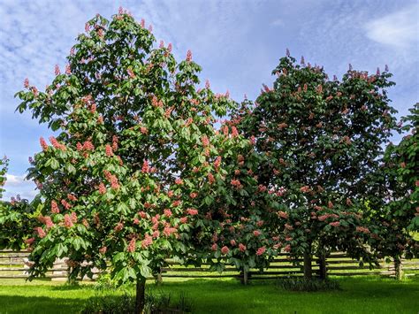 American Chestnut Flower