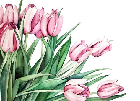 "Pink Tulips" Original Watercolor | Esther BeLer Wodrich