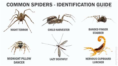 Common Spiders An Identification Guide Casualuk | The Best Porn Website