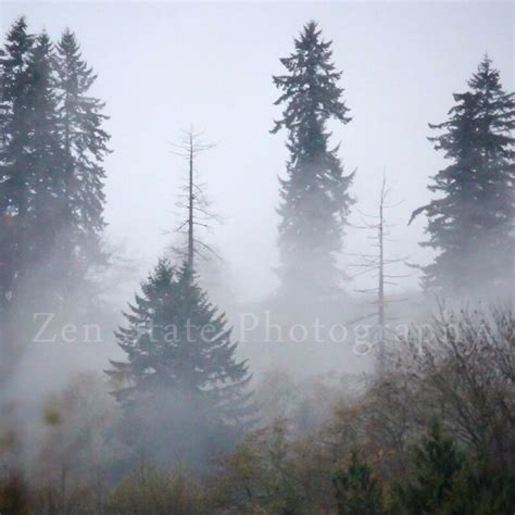 Fog in the Forest Photography. Nature Photography Print. Forest Landscape Photo Print, Framed ...